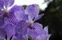 cathy:orchidees:vanda_hyb_01:dsc_0088.jpg
