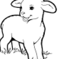 agneau.png