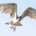 aigle.jpg