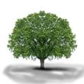arbre1.jpeg