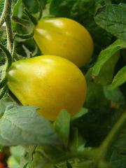 p1240135_t_poire_j.jpg