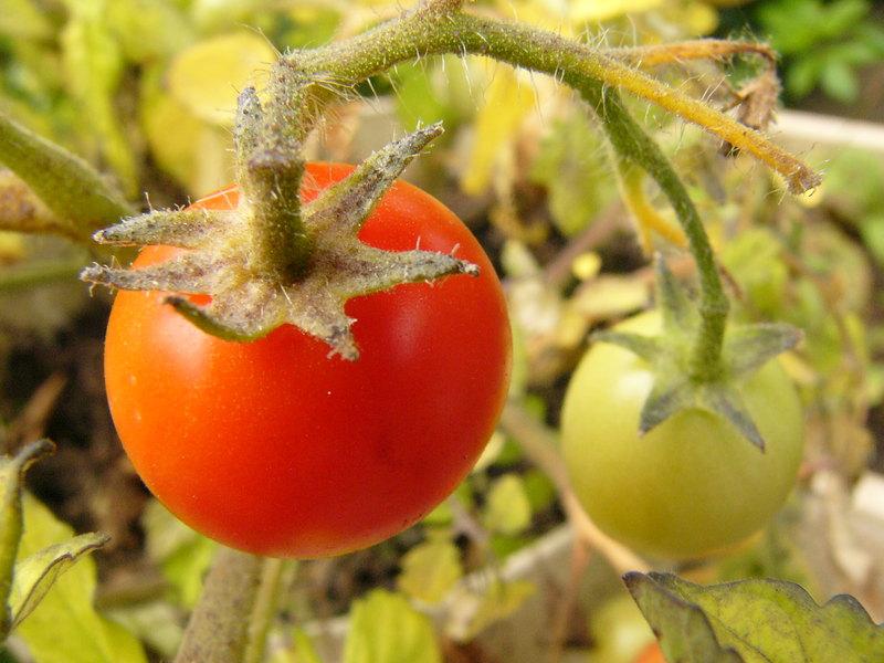 p1240137_t_gartenperle.jpg