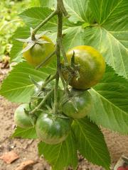 p1240138_t_green_grape.jpg