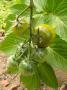 lysiane:fruits_et_legumes:p1240138_t_green_grape.jpg