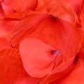 dscn2720r.jpg
