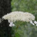 dscn10050.jpg
