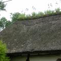 iris_sur_toit_dscn1626.jpg