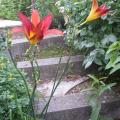 dscn2949.jpg