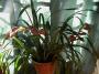 lysiane:maison:orchidees_bromeliacees_tillandsias:r0014381red.jpg