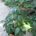 r0021066_ruellia_gr.jpg