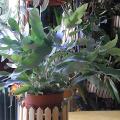 r0021530_phlebodium_b_s.jpg