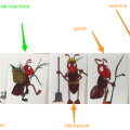 me_tiers_fourmis.png