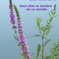 p1290736s_et_l.jpg