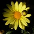 bidens_00170.jpg