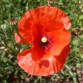 coquelicot_0062.jpg