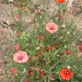 coquelicot_0085.jpg