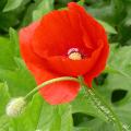 coquelicot_5322.jpg