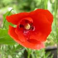 coquelicot_5350.jpg