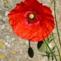 coquelicot_5416.jpg
