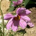 cosmos_4922.jpg