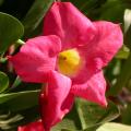 dipladenia.jpg