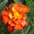 dscn3047.jpg