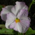 dscn3063.jpg