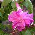 fuchsia_0182.jpg
