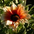 gazania_0292.jpg
