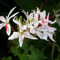 geranium_2080.jpg