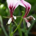 geranium_tetaragomun_0057.jpg
