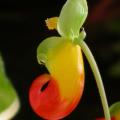 impatiens_niam_4603.jpg