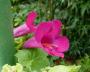 lysiane:plantes_du_jardin:annuelles:p1290978.jpg