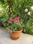 lysiane:plantes_du_jardin:annuelles:p1340059red.jpg