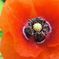 p1340377red.jpg