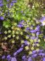 lysiane:plantes_du_jardin:annuelles:p1350580red.jpg