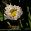 paquerette_1_3635.jpg