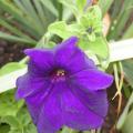 petunia_0047.jpg