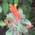 r0010389red.jpg