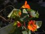 lysiane:plantes_du_jardin:annuelles:r0013263red.jpg