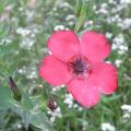 r0021943red.jpg
