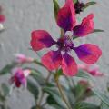 r0026737r.jpg