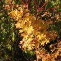 acer_senkaki_3472.jpg