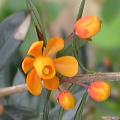berberis_4397.jpg