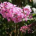 buddleia_pink_delight_2808.jpg