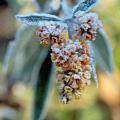 buddleias_w_sungold.jpg