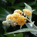 buddleias_w_sungold_2089.jpg