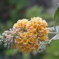 buddleias_w_sungold_2832.jpg