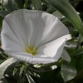 convolvulus_g_0871.jpg