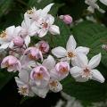 deutzia_mont_rose_0171.jpg